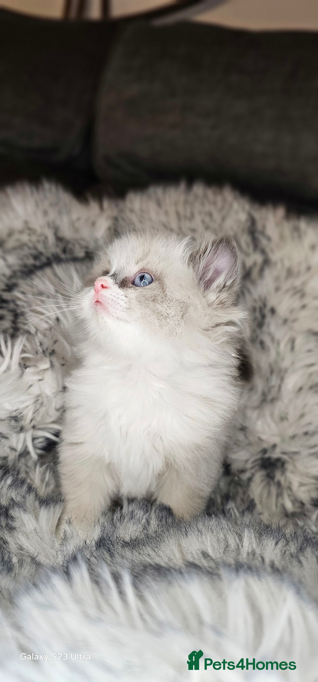 Ragdoll cats for sale: 4 Ragdoll Boys  - Image 4