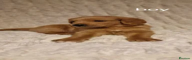 Double Doodle Puppy 1