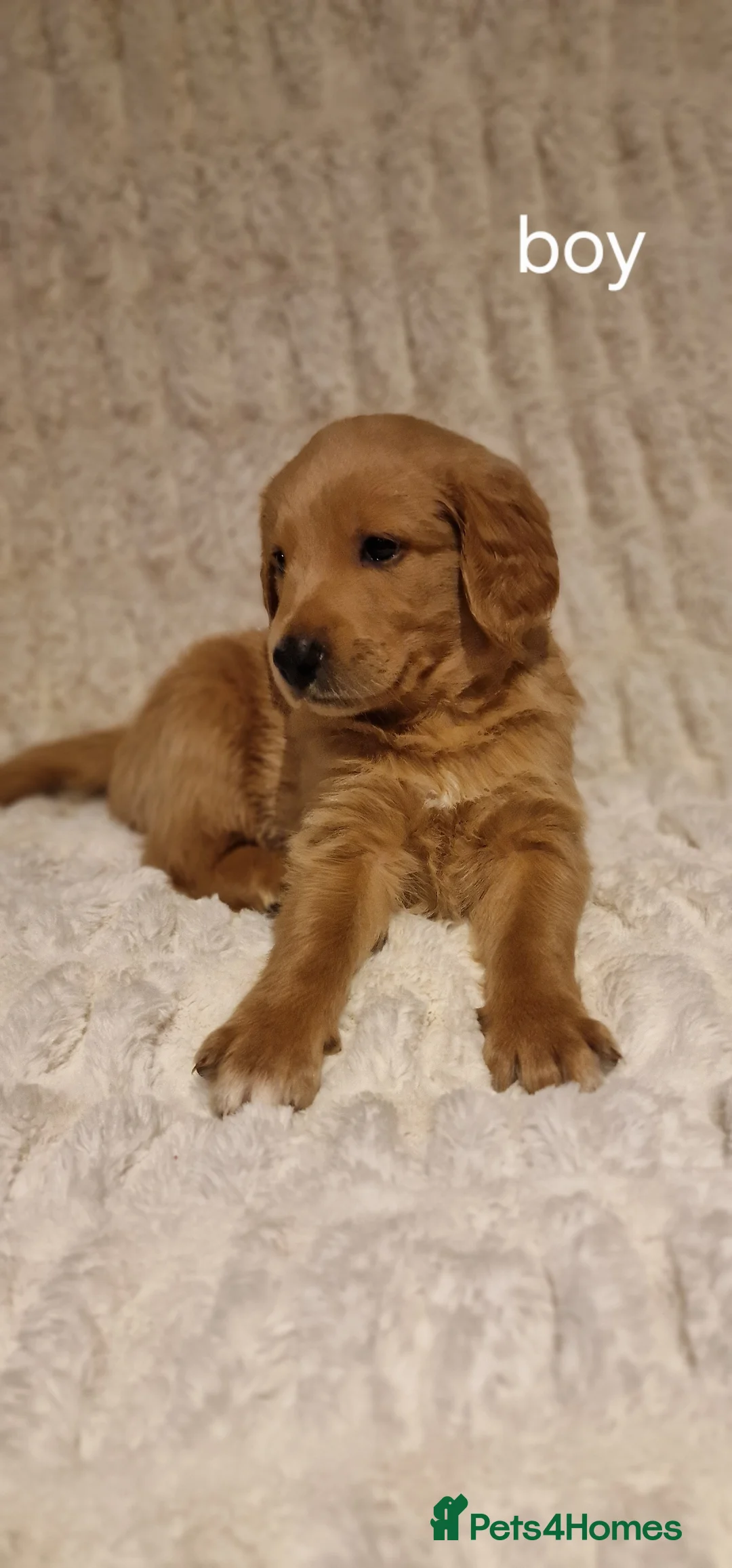 Double Doodle dogs for sale: Ready now!! Multi generational Giant Labradoodle  - Advert 2