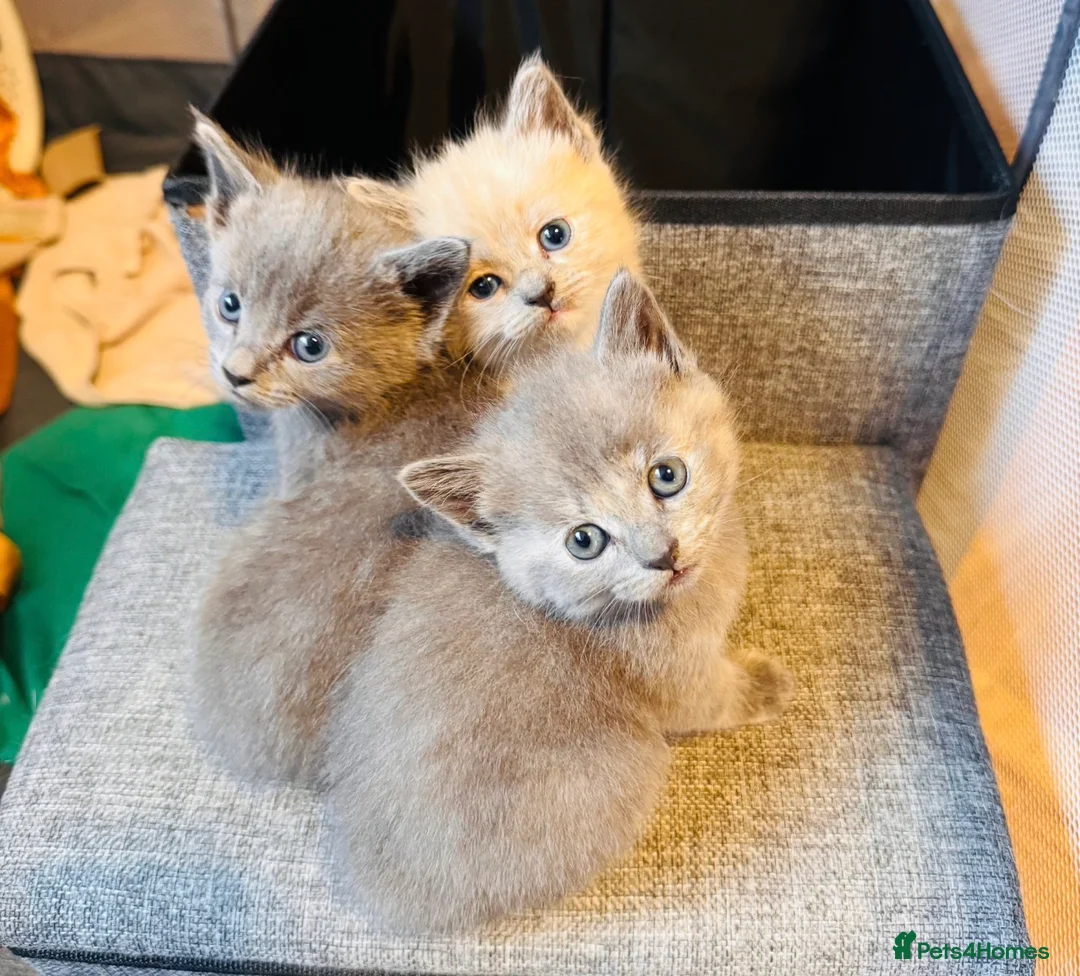Siamese cats for sale: Siamese x Persian kittens 🐾 - Advert 1