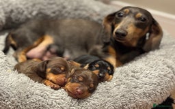 Miniature Dachshund dogs for sale: Three little miniature dachshund boys  - Advert 11