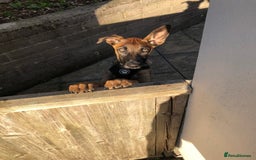 Belgian Shepherd Dog dogs for sale: Belgian mai girl - Image 1