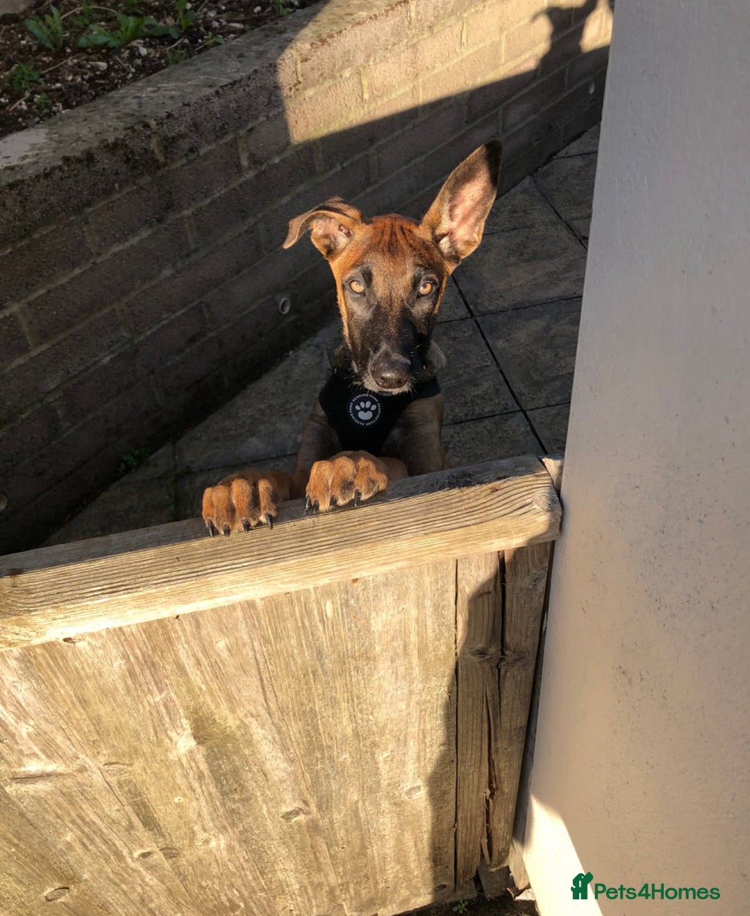 Belgian Shepherd Dog dogs for sale: Belgian mai girl - Image 1