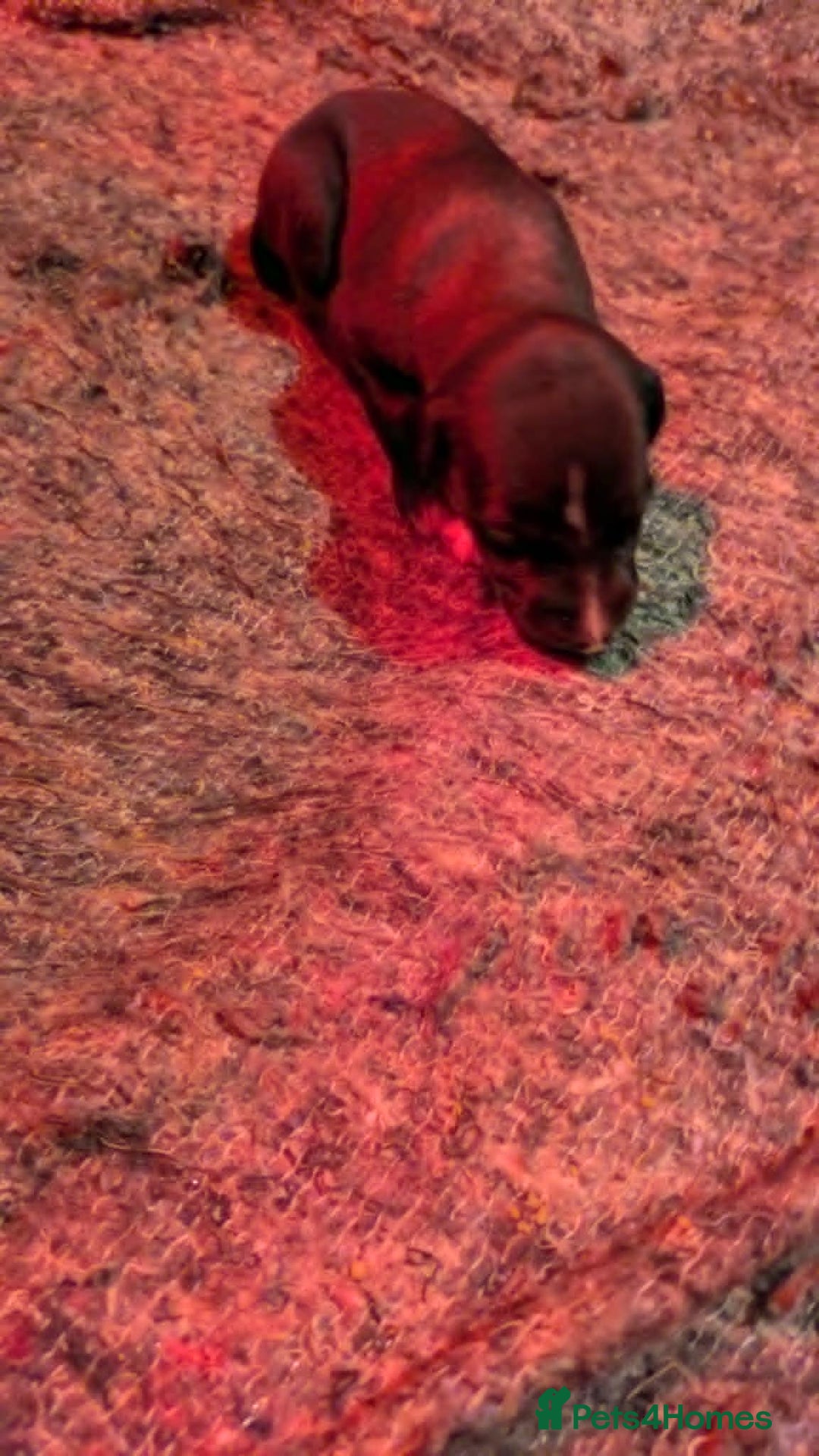 Whippet dogs for sale: Whippet puppies - Image 4
