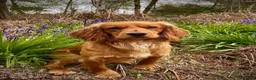 Cocker Spaniel dogs for stud: Small, Compact KC reg,Health Tested Cocker at Stud - Advert 4