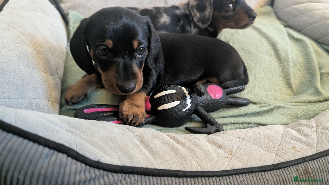 Miniature Dachshund dogs for sale: Miniature dachshund boy  - Image 2