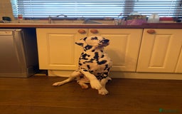 Dalmatian dogs for sale: Top quality show type Dalmatian pups 🐶  - Image 6