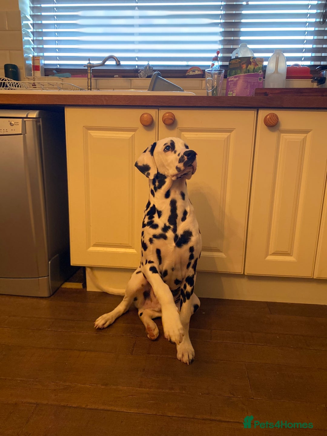 Dalmatian dogs for sale: Top quality show type Dalmatian pups 🐶  - Image 6