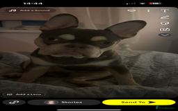 French Bulldog dogs for sale: French bulldog  - Image 3