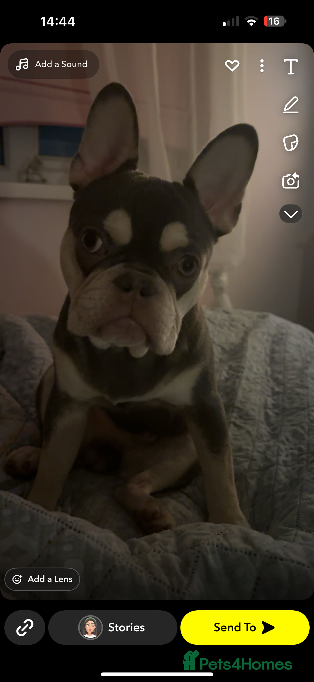 French Bulldog dogs for sale: French bulldog  - Image 3