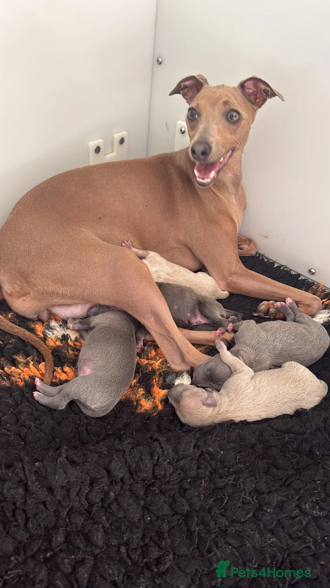 Italian Greyhound dogs for sale: KC reg Italian greyhounds - Advert 2