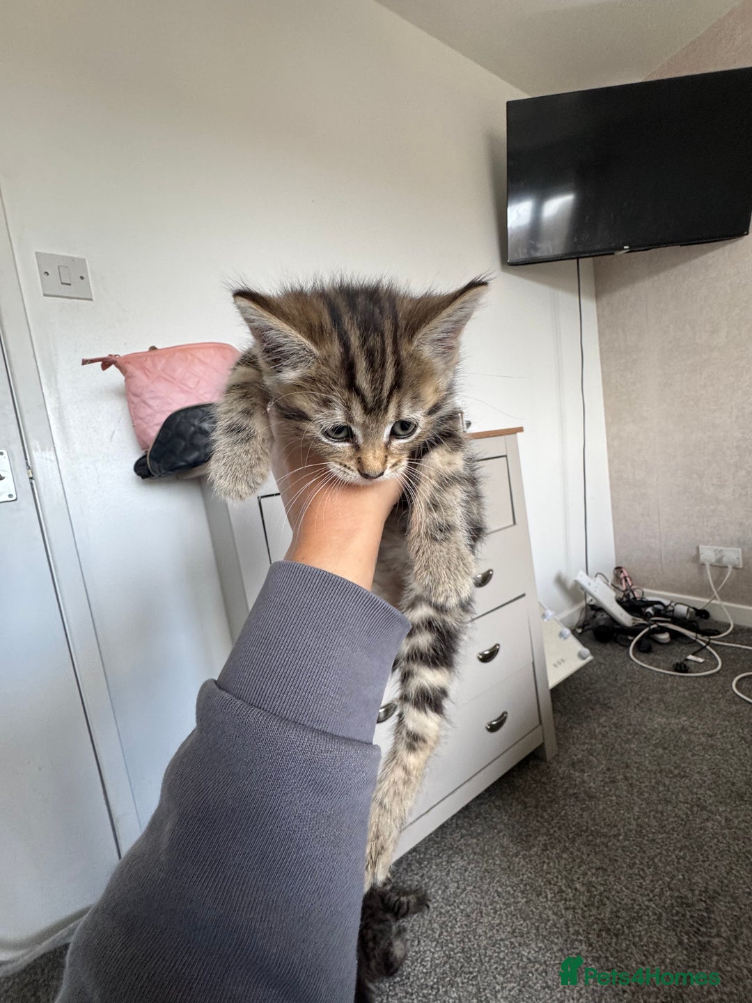 Mixed Breed cats for sale: 3 tabbie kittens looking for their forever homes - Image 13