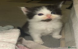 Mixed Breed cats for sale: Playful kittens for sale  - Image 5