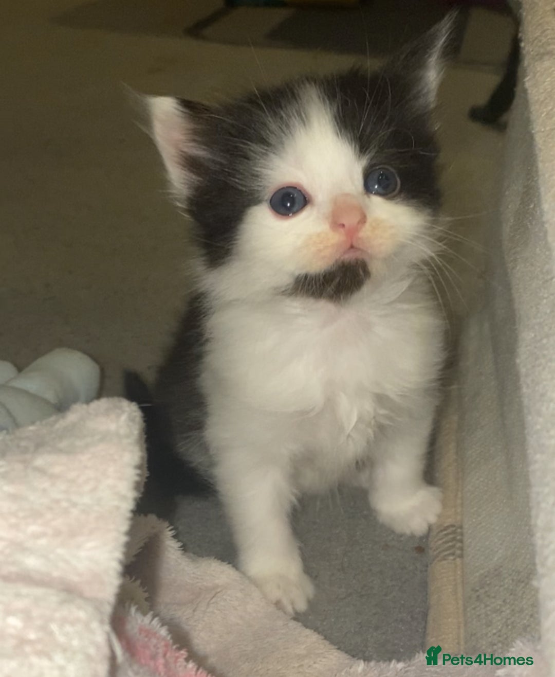 Mixed Breed cats for sale: Playful kittens for sale  - Image 5