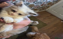 Maine Coon cats for sale: Mainecoon/ragdoll - Advert 9