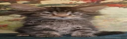 Maine Coon cats for sale: Maine Coon Boys kittens World Champion Bloodlines - Advert 8