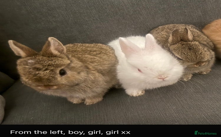 Netherland Dwarf rabbits - Advert 1