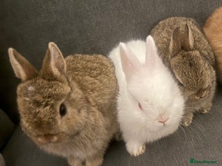Netherland Dwarf rabbits - Advert 7
