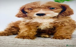 Cavapoo dogs for sale: 🐶 Beautiful F1B Cavapoo Puppies for Sale 🐶 - Image 20