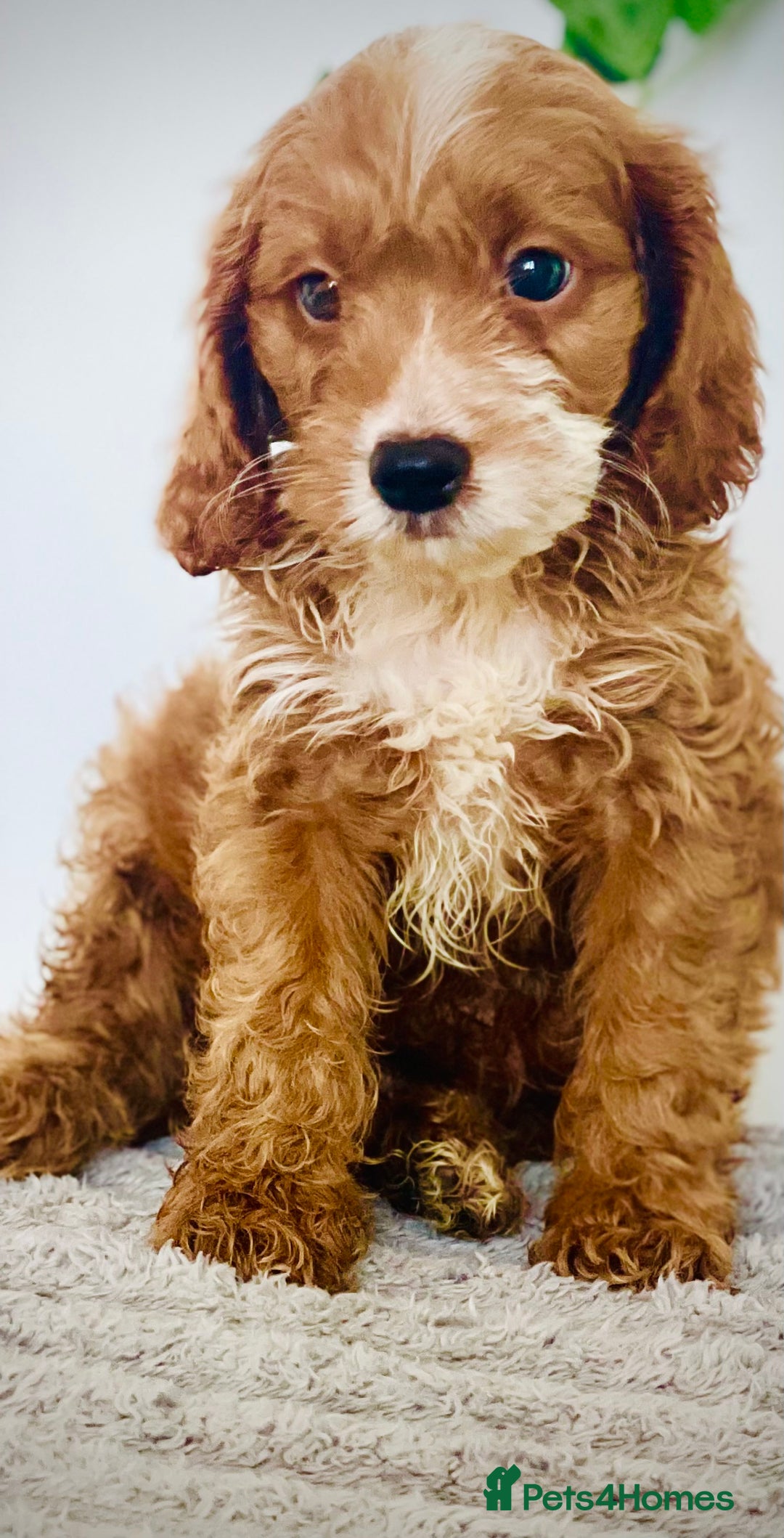 Cavapoo dogs for sale: 🐶 Beautiful F1B Cavapoo Puppies for Sale 🐶 - Image 20