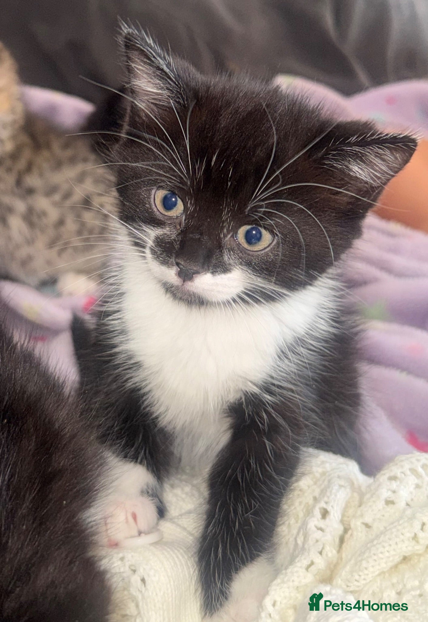 Mixed Breed cats Last kitten left  - Advert 3