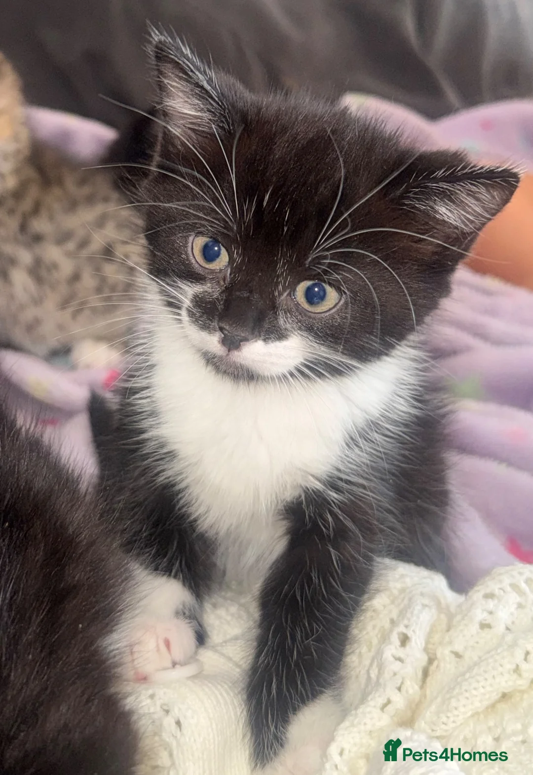 Mixed Breed cats for sale: Last kitten left  - Advert 1
