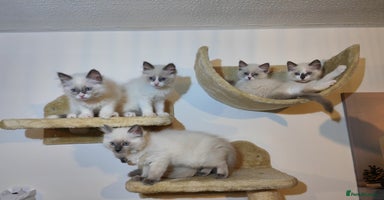 Ragdoll cats - Advert 4