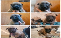 Belgian Shepherd Dog dogs for sale: Belgium Malinos shepard puppys - Image 1