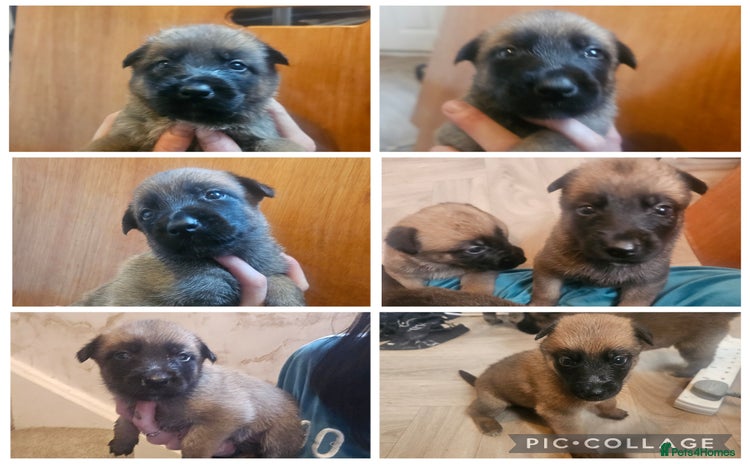 Belgian Shepherd Dog dogs - Advert 1