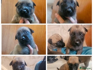 Belgian Shepherd Dog dogs for sale - Advert 1