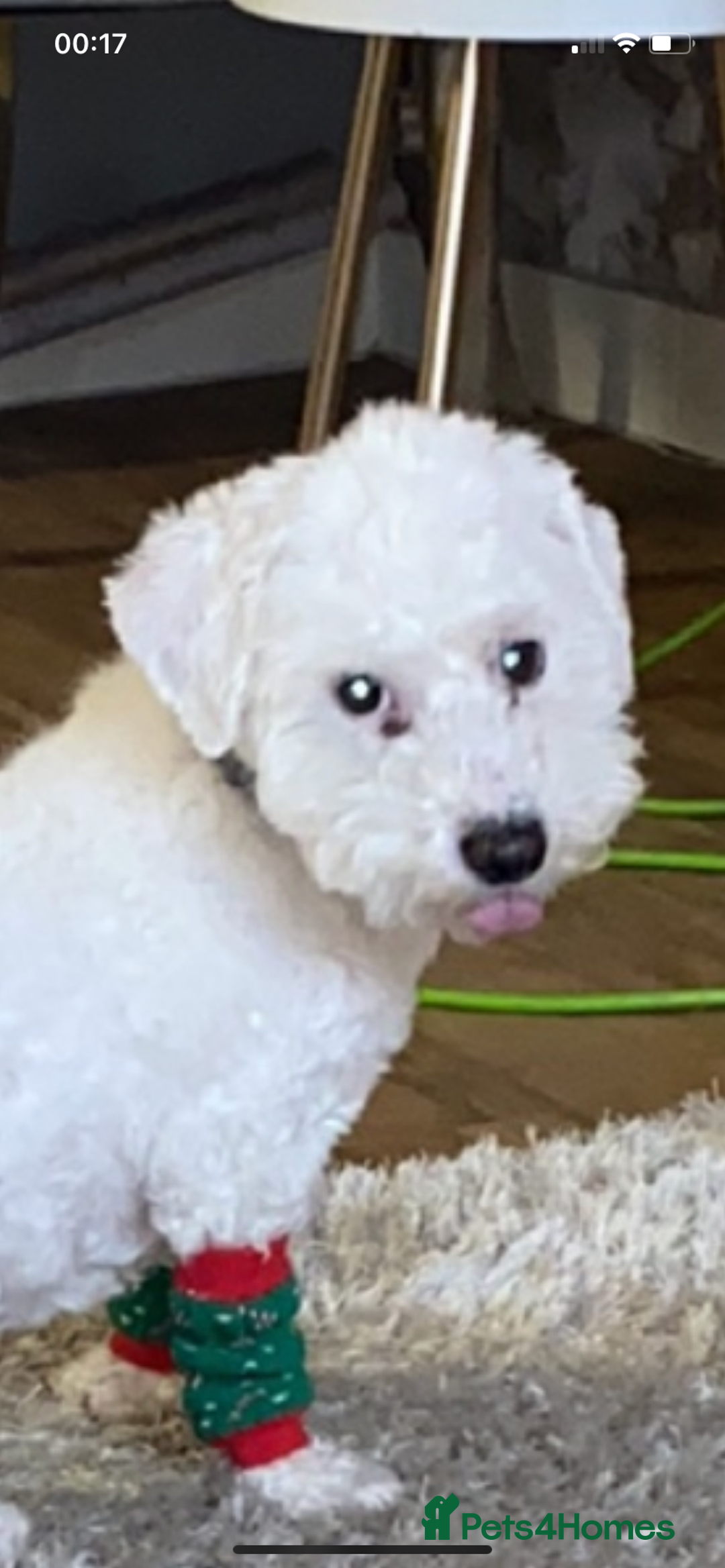 Bichon Frise dogs for sale: Bichon frise 4 year old male stud for sale - Image 17