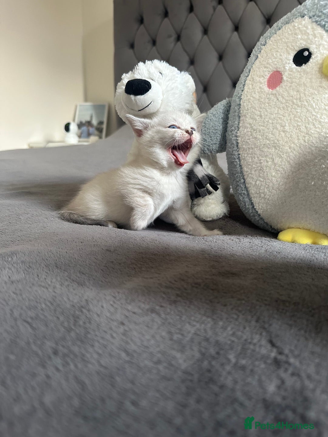 Scottish Fold cats for sale: Adorable playful scottish fold kittens  - Image 12