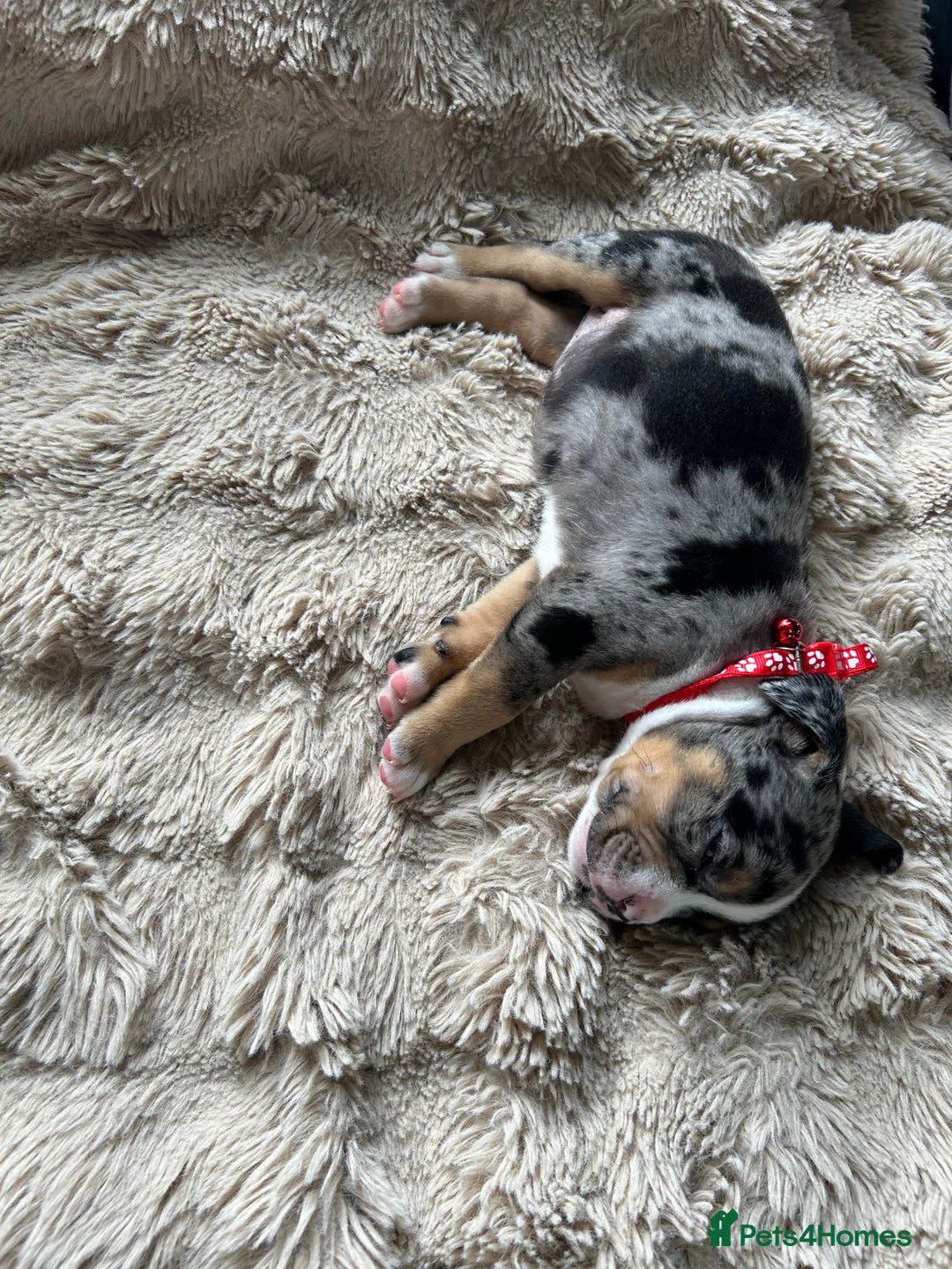 American Bully dogs for sale: Pocket bullies - Image 9