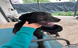 Mixed Breed dogs for adoption: TARMAC - a handsome young boy for a Loving Home - Image 2