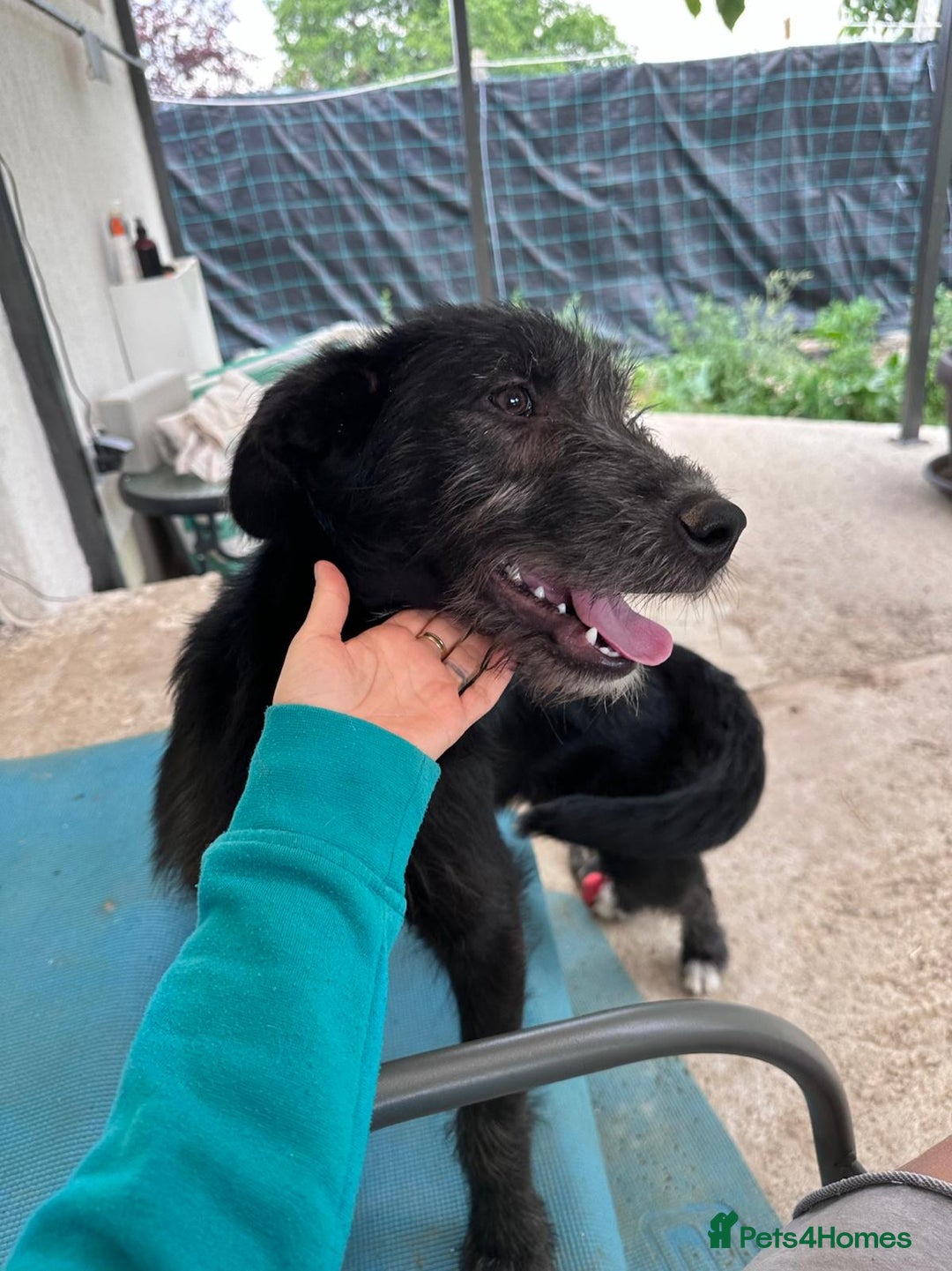 Mixed Breed dogs for adoption: TARMAC - a handsome young boy for a Loving Home - Image 2