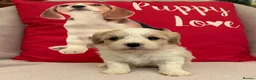 Cavachon dogs for sale: Cavashon puppies  - Advert 3