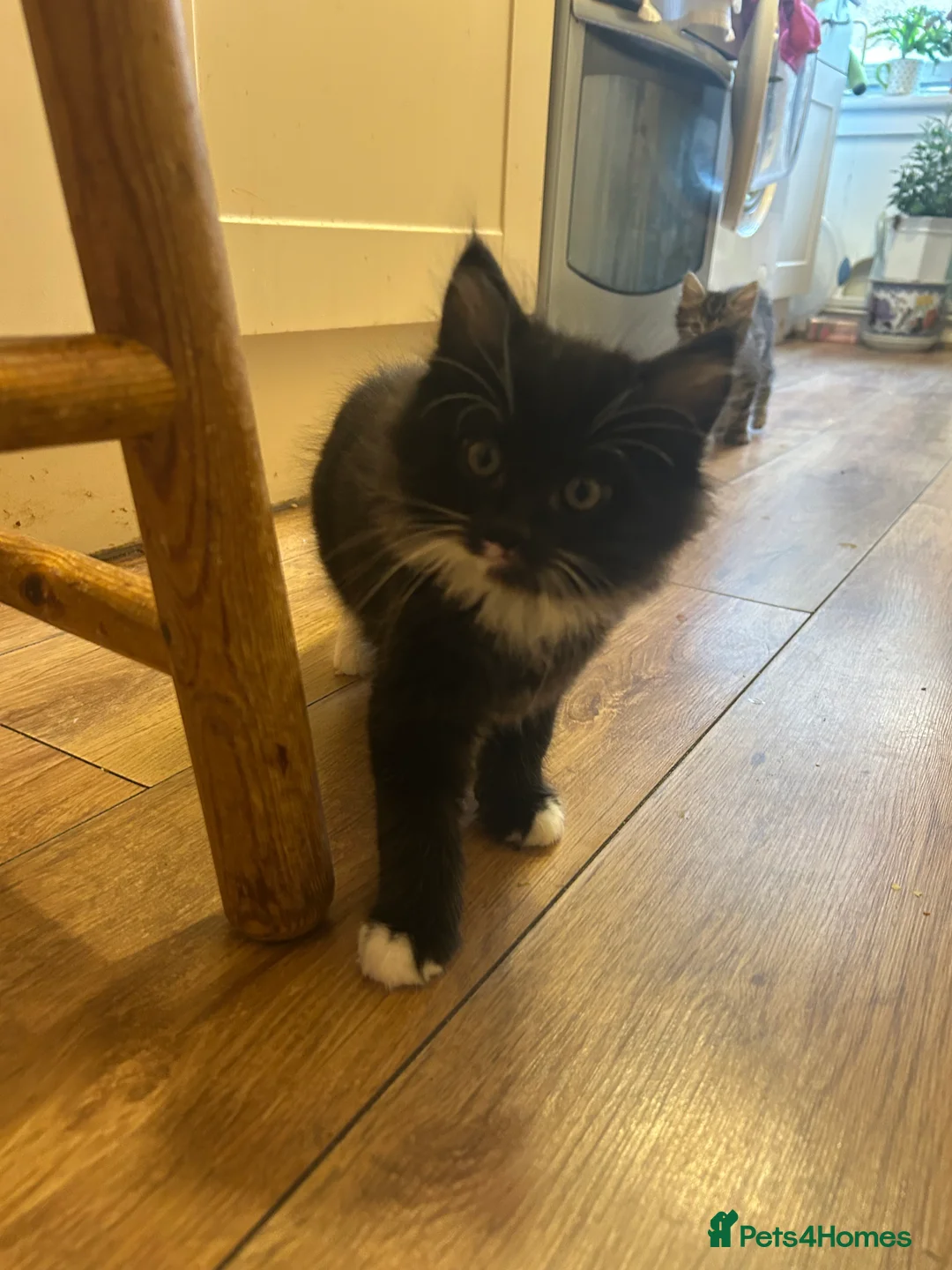 Mixed Breed cats for sale: Four kittens looking for good homes! in Edinburgh - Advert 2
