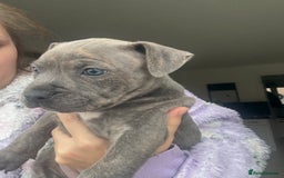 Staffordshire Bull Terrier dogs for sale: 🐾 Beautiful Staffordshire Puppies for Sale 🐾 - Image 2