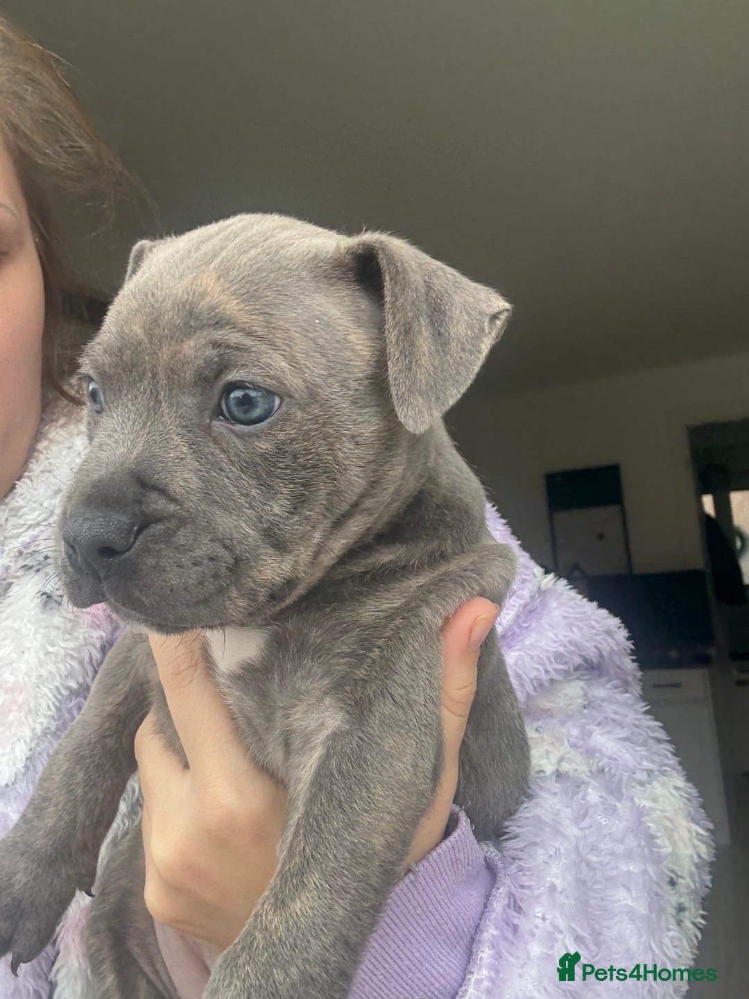 Staffordshire Bull Terrier dogs for sale: 🐾 Beautiful Staffordshire Puppies for Sale 🐾 - Image 2