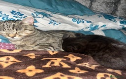 Mixed Breed cats for sale: Kitten  - Image 6
