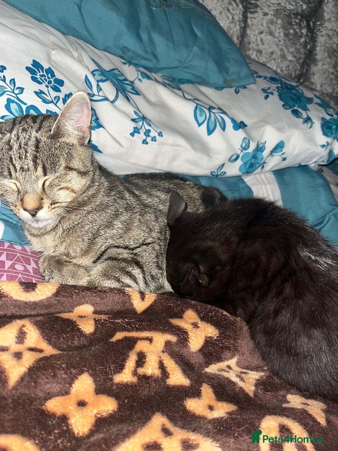Mixed Breed cats for sale: Kitten  - Image 6