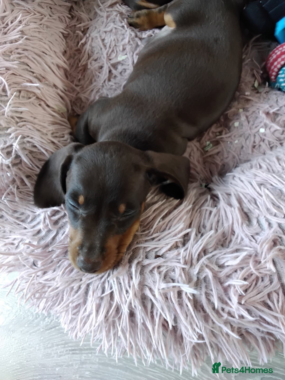 Dachshund dogs for sale: dashounds boys choc and tan - Image 19