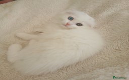Scottish Fold cats for sale: Scottish folds with hearts of gold - Image 7