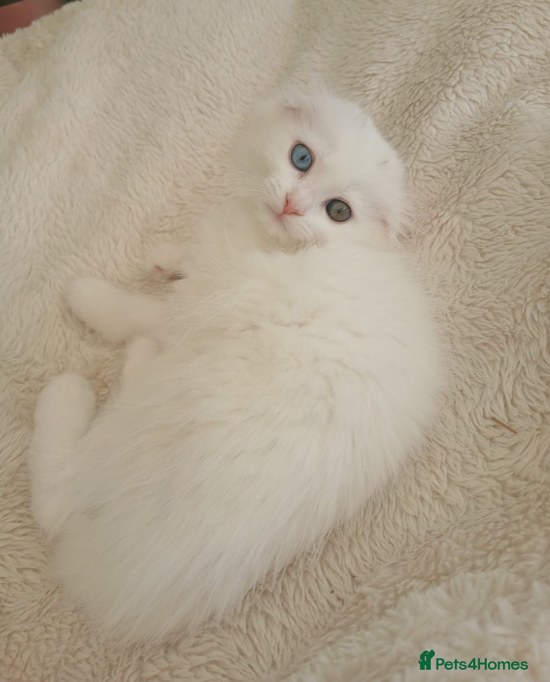 Scottish Fold cats for sale: Scottish folds with hearts of gold - Image 7