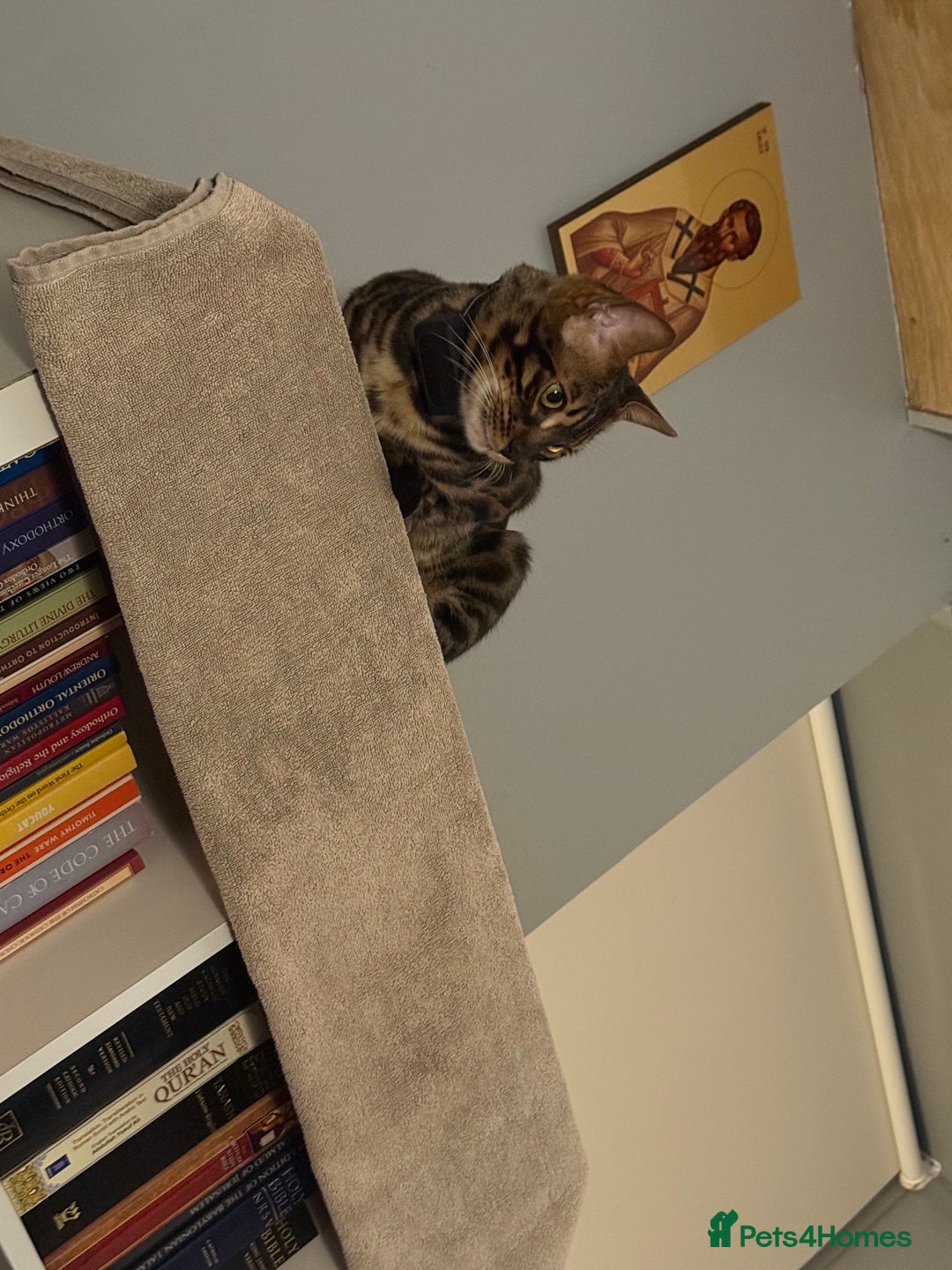 Bengal cats for stud: Stunning Bengal for stud - Advert 19