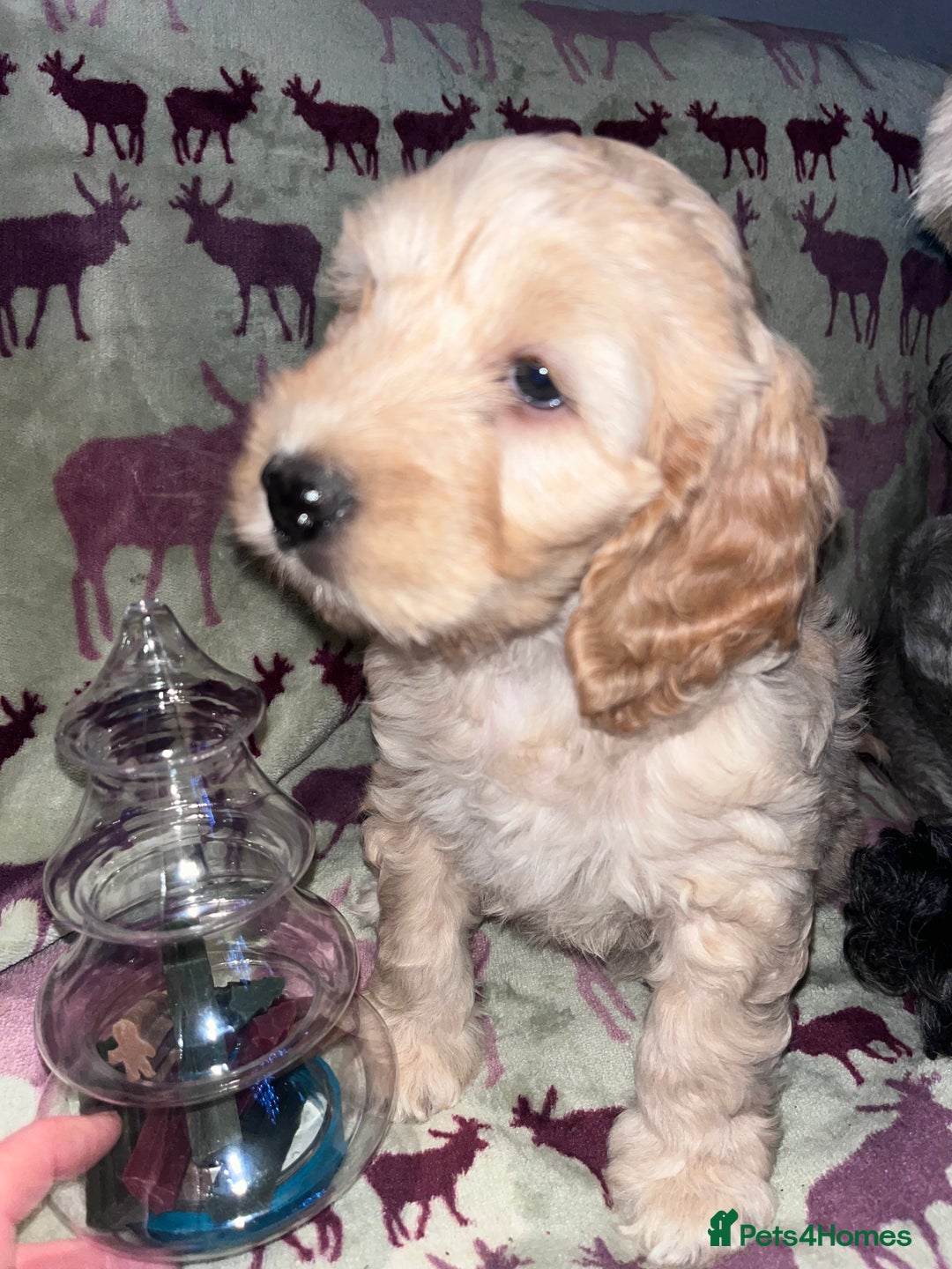 Australian Labradoodle dogs for sale: Gorgeous Australian Labradoodle Puppies  - Advert 10
