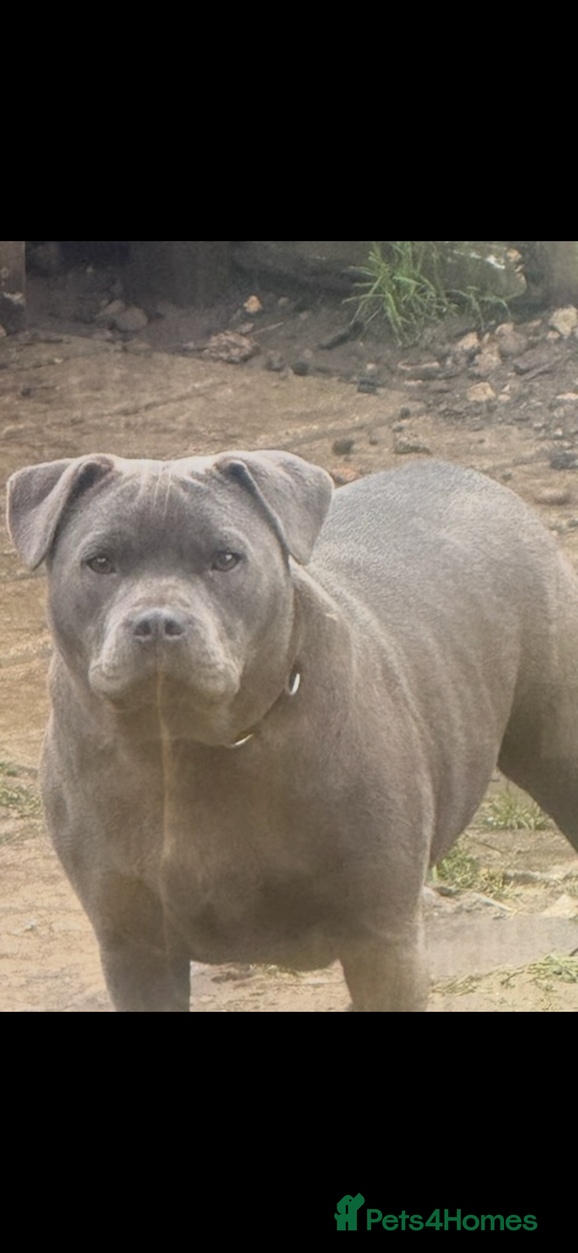 Staffordshire Bull Terrier dogs Blue  - Advert 3