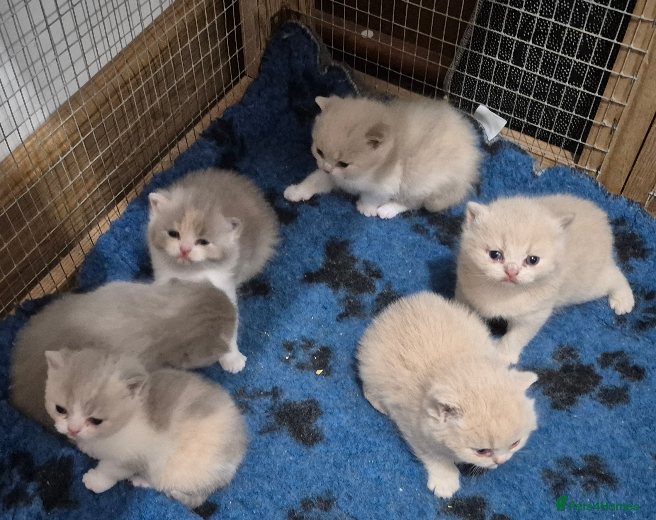 British Shorthair cats British shorthair kittens for sale  - Advert 15