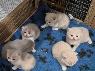 British Shorthair cats British shorthair kittens for sale - Advert 15