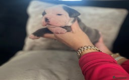 Old Tyme Bulldog dogs for sale: Rainbow litter of stunning old tyme bulldogs  - Image 2